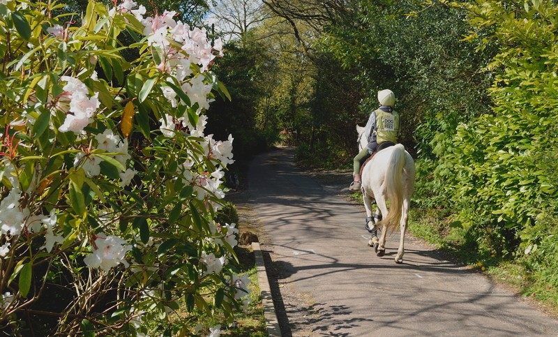 Equine image