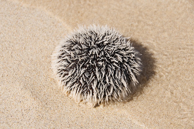 sea urchin