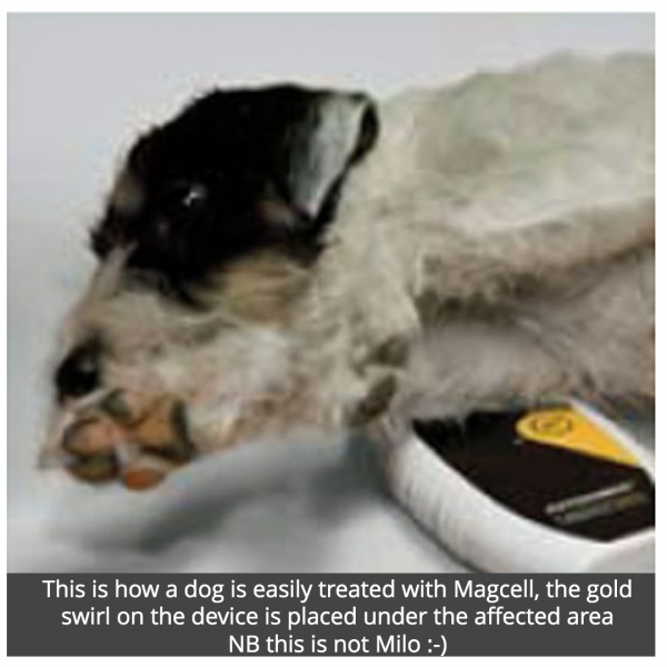 Milo's Arthritis Helped with The Magcell Arthro Device (PEMF)