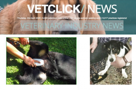 Powerful Electromagnetic Field Therapy In Non-Invasive Canine Treatment Via The MAGCELL®