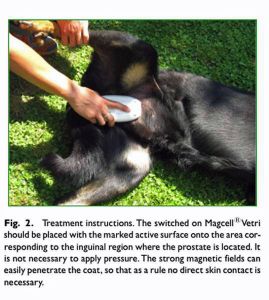 Study in The Prostate - MAGCELL® VETRI